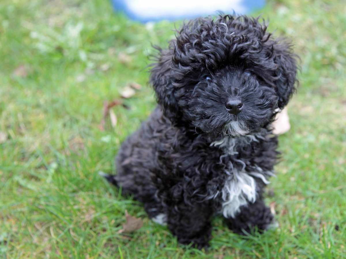 Havanese toy poodle mix best sale