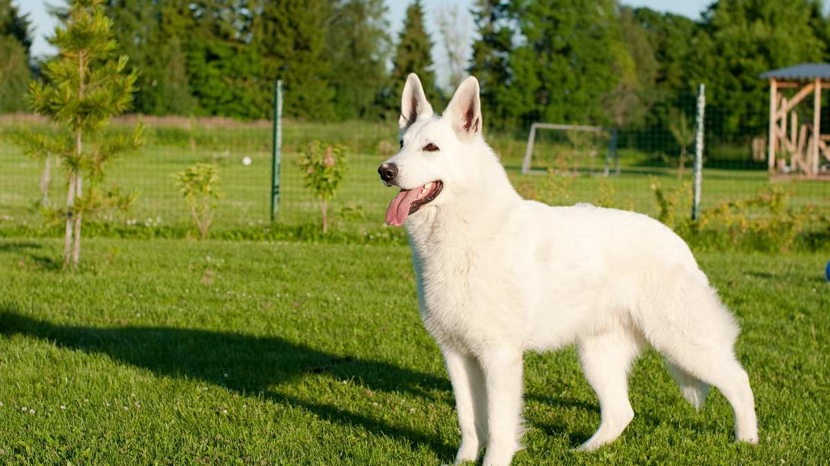 White Shepherd Dog Breed » Everything About White German Shepherds