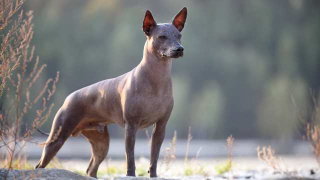 German sales hairless dog