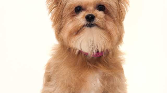 Yorkie Pom