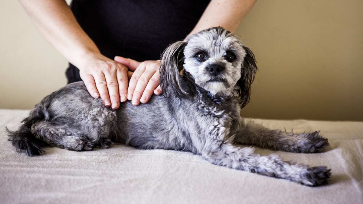 Yorkiepoo Being Cared for By Person