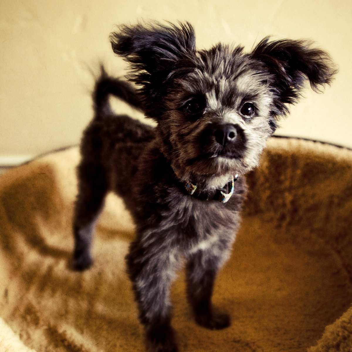 Yorkie poo hot sale tail